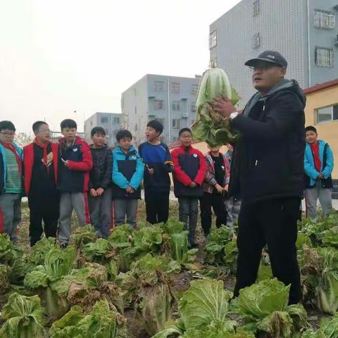 快乐种植 满载收获﻿——蠡县第二实验小学劳动实践活动之收白菜