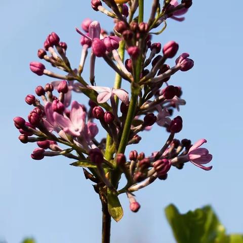 甘露润泽 静待花开