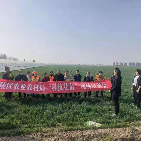 召陵区农业农村局召开“科技壮苗”行动现场培训会