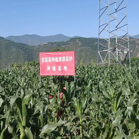 市种子管理总站张金明一行参观、指导种质资源保护基地扩繁工作