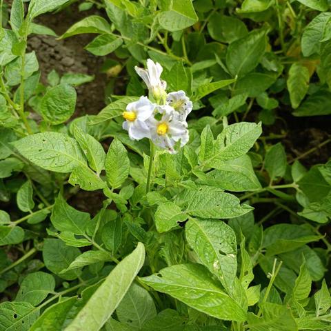 全国第三次农作物种质资源普查与征集工作