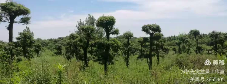 对节白蜡盆景耐寒多少度