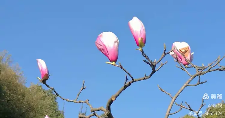 玉兰树价值