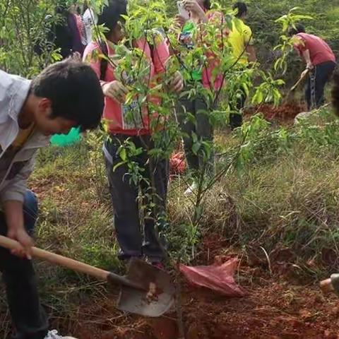 油湘学校：植树、护树，我先行！