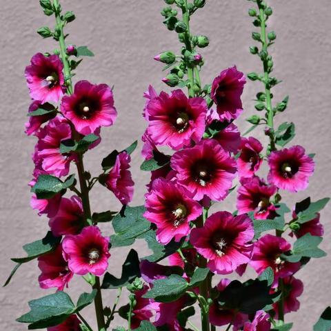 蜀葵（锦葵科蜀葵属植物）