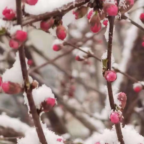 百花白了头，春归春又去。