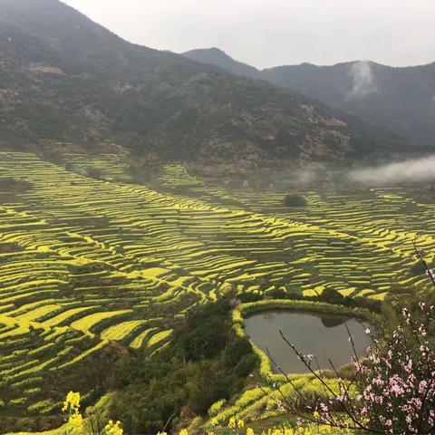 阳春三月心糸婺源观油菜花开