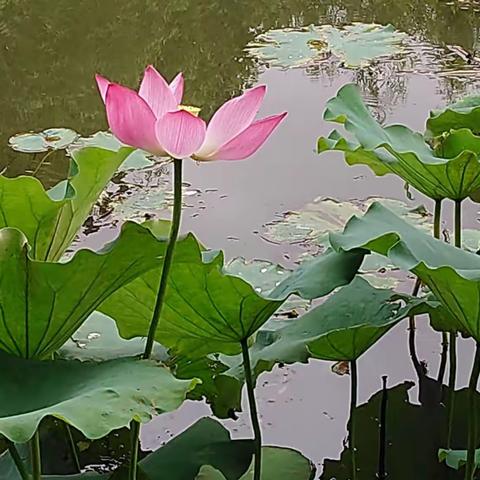 江湾湿地一散步观花…荷花池观花摄鸟