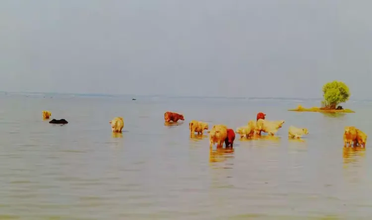 河南驻马店宿鸭湖湿地---中原之肾