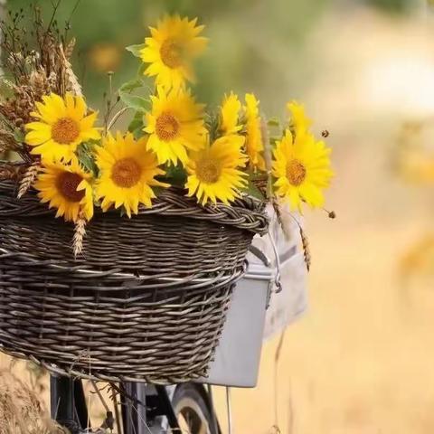 教研花开金秋时 同心拘得满庭芳   ——2023三明市毕业班英语学科教学研讨活动