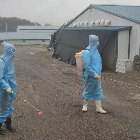 辉南县采取得力措施 扎实做好非洲猪瘟疫情防范工作