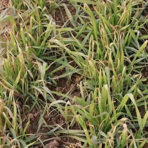 如何快速区别药害还是病害