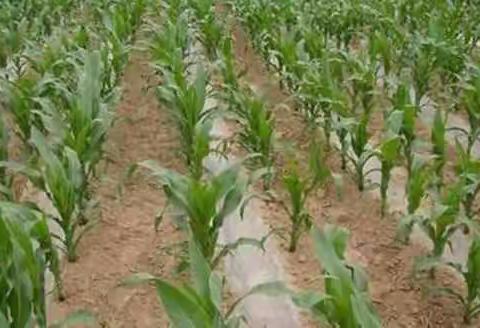 淳化县2018年旱作农业技术推广项目正式启动实施