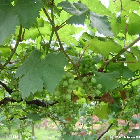 葡萄夏季管理技术