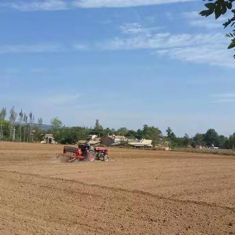 淳化县农技中心秋播小麦绿色高质高效示范田建设掠影