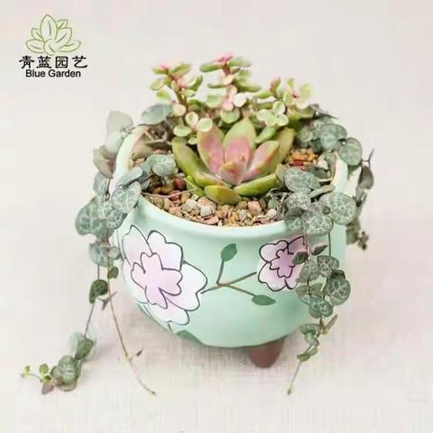 回眸一笑胜星华