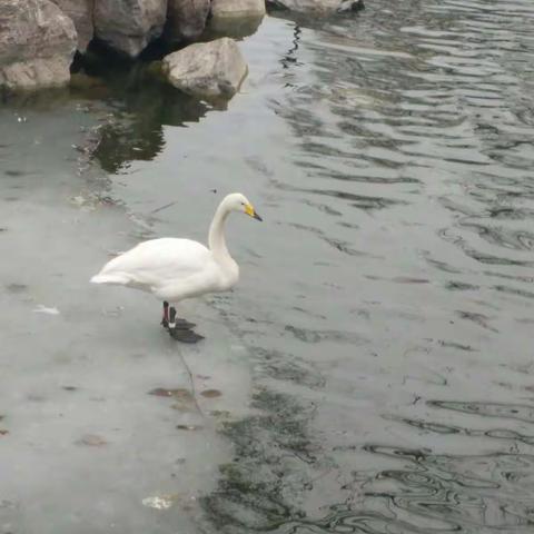 这只白天鹅全身洁白，没有一丝杂质，脖颈细柔，弯曲扭动时，自有一种迷人的风情