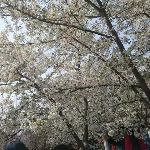 但见樱花开 令人思往事。