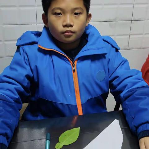 描绘叶脉-四(5)班吴瑞浚