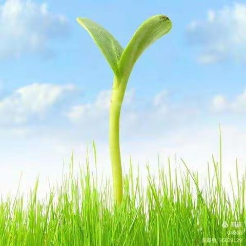 西新桥中心校四（2）班“自律星” ——张美艺