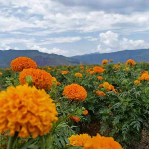 千亩菊花迎丰收   村民喜摘“致富花”—乌东德镇万寿菊正式进入采摘期