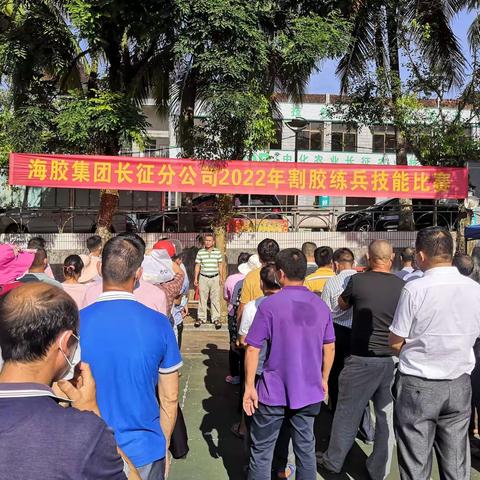 长征分公司开展“喜迎二十大•建功新海胶”割胶技能比武