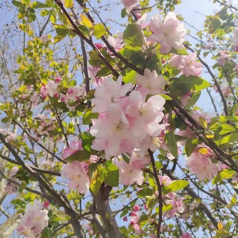 🌻🌻不负春日好时光🌻🌻大王镇实验幼儿园大七班