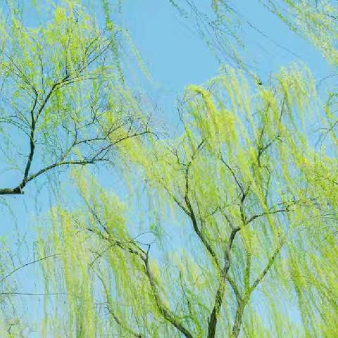 夏日组诗（修改版）