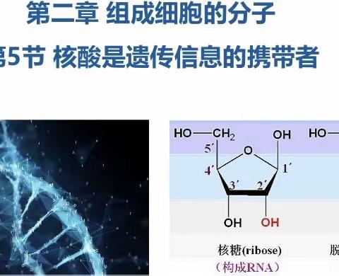 跟岗研修促成长，学思悟行共提升——海桂中学高中生物组新教师汇报课