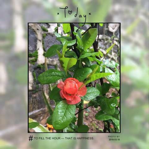春风徐来，静待花开！