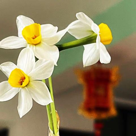 水仙盛开迎新春