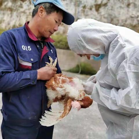 罗源县农业农村局稳步推进动物疫病防控，坚决打赢疫情防控攻坚战