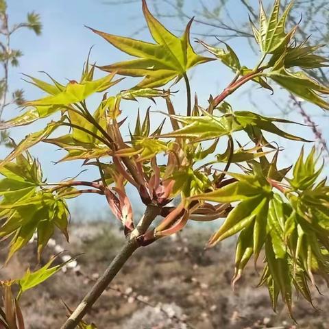 赴一场和校园春天的约会——华冠学校邀您共赏校园初春美景