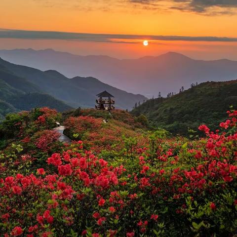 大围山五月——岭上开遍映山红