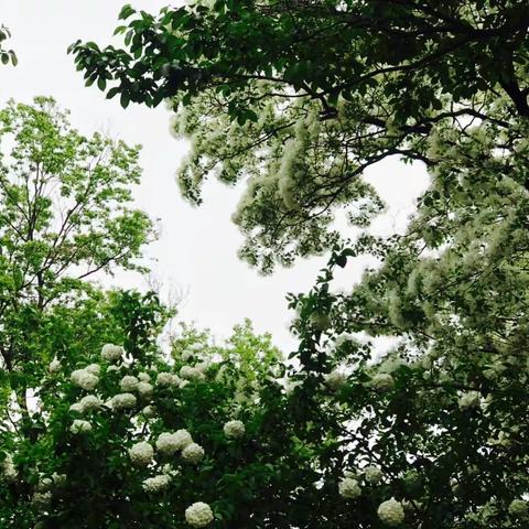 四月漫雪  流苏花开