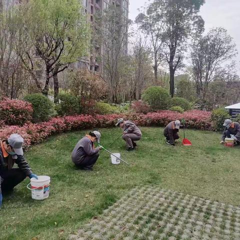 【东城区天宝路街道和天下社区】清理垃圾杂草 营造良好环境