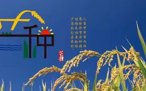 风吹麦浪，蝉鸣夏忙——泊头市新华小学二十四节气之芒种综合实践活动