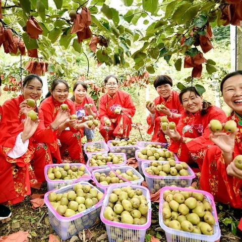 南漳县东巩镇雨淋台村猕猴桃产业园推介