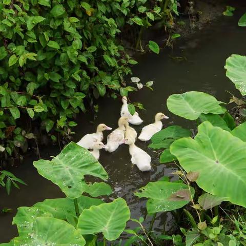 生命之美  自然之趣