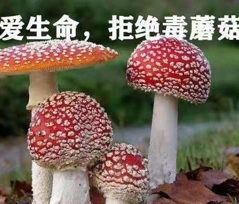 【板仓中心幼儿园】预防野蘑菇中毒告家长书