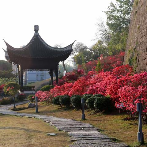 四月花开映山红