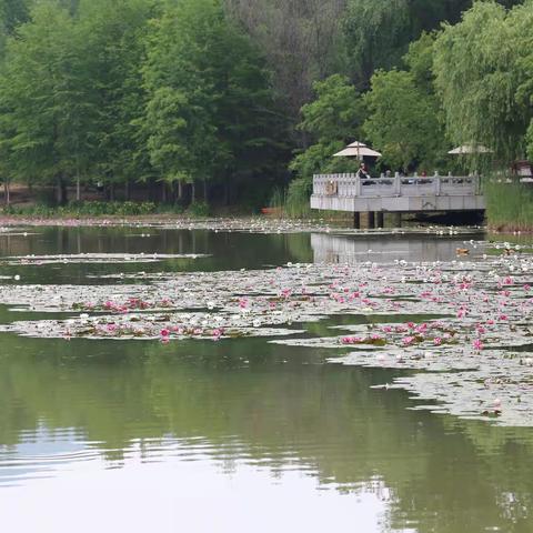 出水芙蓉——睡莲