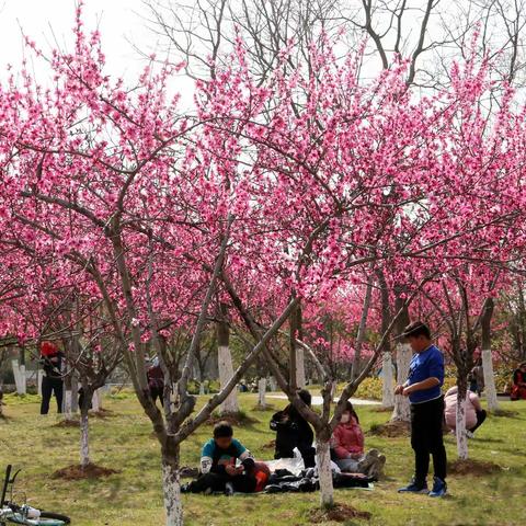 桃 花