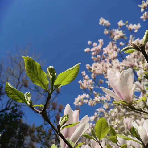 【中宁十小】精耕细作，勤教善研——记中宁十小中年级数学组教研活动