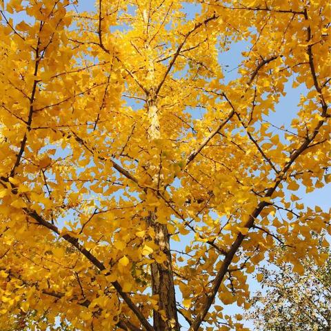 发现秋天，发现美――太和第一幼儿园（北苑）2019学年度第一学期小班级社区活动