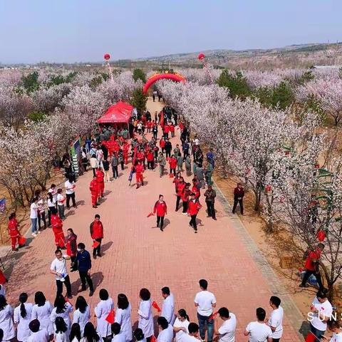 杏花节绽放诚信花