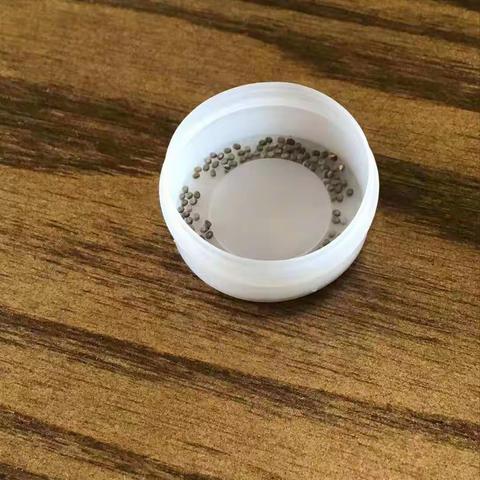 蚕宝宝成长记——三（2）班刘心怿