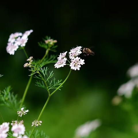 种菜小记（四）