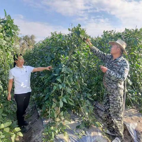 指导豇豆绿色安全生产及绿色防控技术