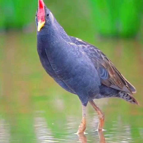 咏禽组诗•董鸡